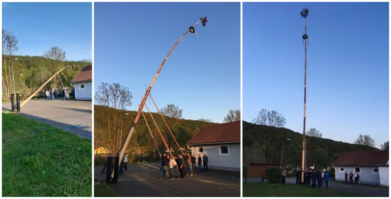 Maibaum 2022