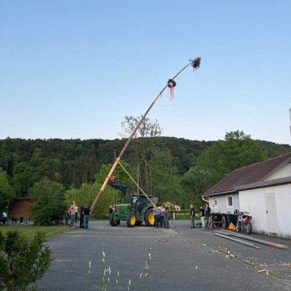 Maibaum 2025